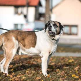 Foto inzerátu DAG - SAO 74 kg, kastrovaný psík 8 let 