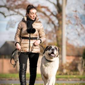 Foto inzerátu DAG - SAO 74 kg, kastrovaný psík 8 let 