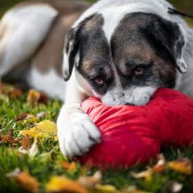 Foto inzerátu DAG - SAO 74 kg, kastrovaný psík 8 let 