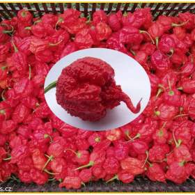 Chilli Carolina reaper -  semena / 19612399