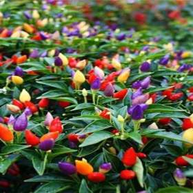 Chilli Chinese Five Color -  semena / 19612414