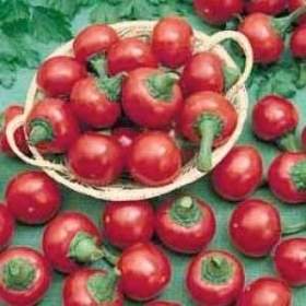 Chilli Ciliegia Picante Satans Kiss -  semena / 19612416
