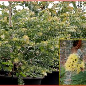 Eucalyptus kruseana -  SEMENA / 19612420