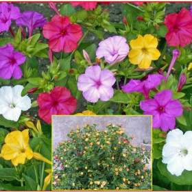 Mirabilis Jalapa Nocenka mix barev -  semena / 19612425