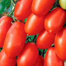 Rajče San Marzano Gigante 3 -  semena / 19612442