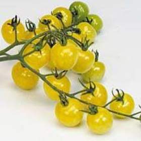 Rajče Snowberry -  semena / 19612453