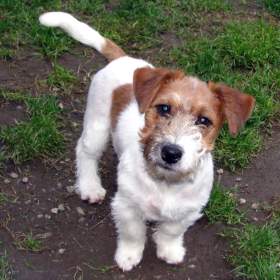 Jack Russell teriér – 4,5měsíční pejsek s PP k odběru / 19613161