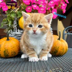 Fotka k inzerátu IHNED K ODBĚRU Vymazlená koťátka  / 19098871