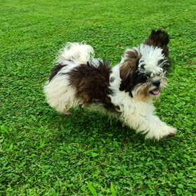Shih- tzu -  prodám pejska bez pp / 19613388