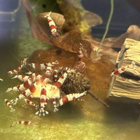 Foto inzerátu Krevetky Caridina