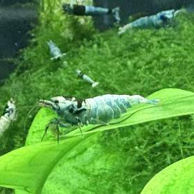 Foto inzerátu Krevetky Caridina