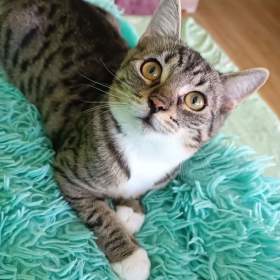 Fotka k inzerátu PEPINKA -  kotě, cca 5 měsíců  / 19098871