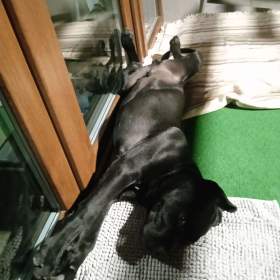 Kříženec Cane Corso a Rotweillera  / 19614345