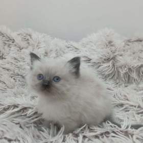 Rezervace koťátko ragdoll bez pp / 19614497