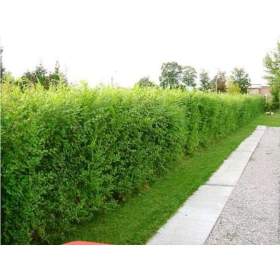AKCE:  Kouzelný (zázračný) živý plot -  Jilm sibiřský -  bezkonkurenční cena!  / 19615431
