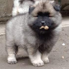 Německý špic vlčí / keeshond prodám štěňata s PP / 19615648