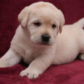 Labrador krásná štěňátka s PP  / 19617809