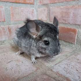 Fotka k inzerátu Nabízím činčilky na mazlíčka  / 18058053