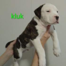 Americký stafordšírský teriér  / 19618439