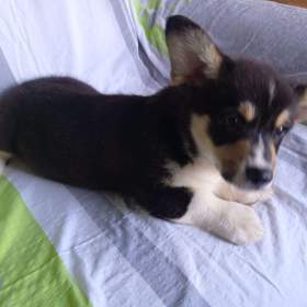 Fotka k inzerátu Welsh Corgi / 19629615