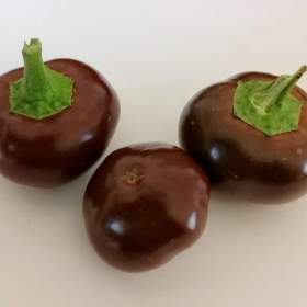 Chilli Cherry Chocolate -  semena / 19618602