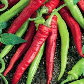 Paprika Artist -  semena / 19618622
