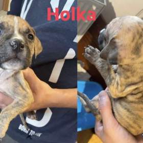 Prodej štěňátek Amerického Stafordšírského teriéra / 19618838