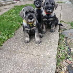 Foto inzerátu Knírač střední pepř a sůl