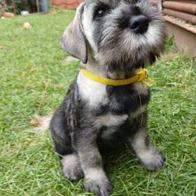 Foto inzerátu Knírač střední pepř a sůl