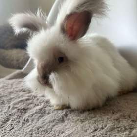 Foto inzerátu Angorsky kralik