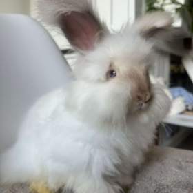 Foto inzerátu Angorsky kralik