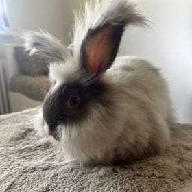 Foto inzerátu Angorsky kralik