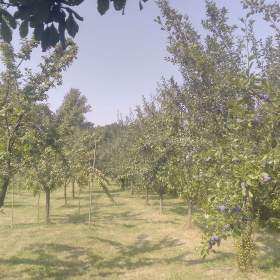 Fotka k inzerátu Prodej pozemku  / 19619283