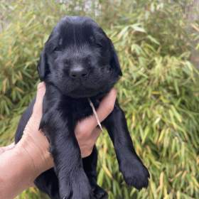 Flat Coated Retriever s PP - volní pouze černí pejsci / 19619487
