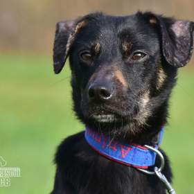 Darujeme nalezeného křížence / 19620055