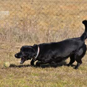 Darujeme opuštěného křížence / 19620067