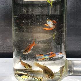 Foto inzerátu Endlerky