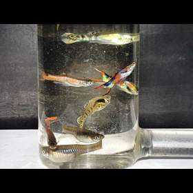 Foto inzerátu Endlerky