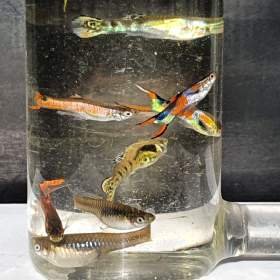 Foto inzerátu Endlerky