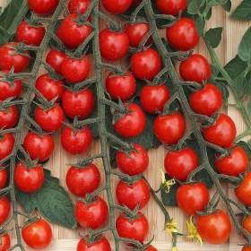 Foto inzerátu Rajče Curranto F1 - semena