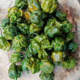 Chilli Big Mustard Mama - semena / 19622605