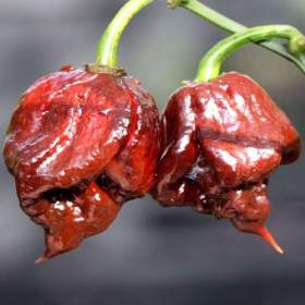 Chilli Carolina Reaper Chocolate - semena / 19622615