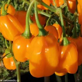 Foto inzerátu Chilli Habanero Devils Orange - semena