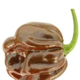 Foto inzerátu Chilli Habanero Chocolate - semena