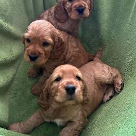 Anglický kokšpaněl -  3 pejsci / 19622893