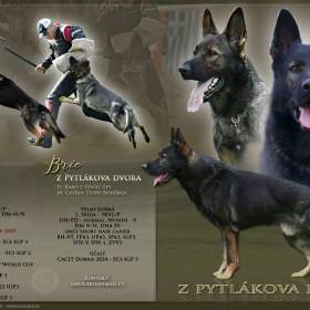 Foto inzerátu Německý ovčák