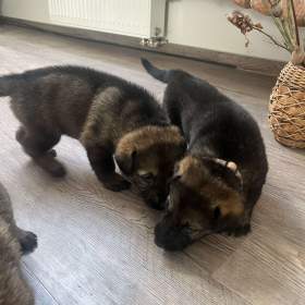 Foto inzerátu Německý ovčák