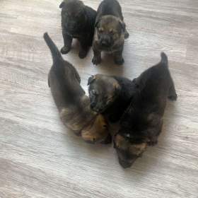 Foto inzerátu Německý ovčák