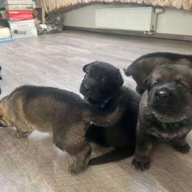 Foto inzerátu Německý ovčák