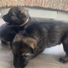 Foto inzerátu Německý ovčák